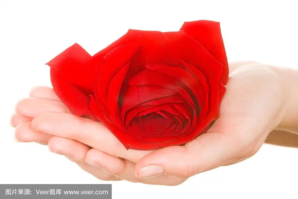 女孩手心里的红玫瑰