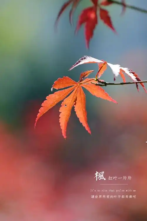 一片枫叶配字图片 红叶带字图片大全图片-图片大观-奇异网