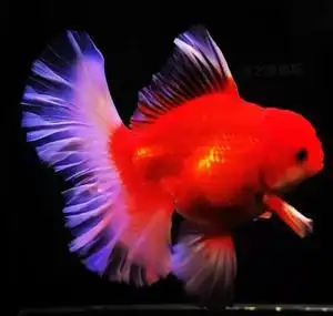 精品泰狮f1百褶裙金鱼活体五花红色樱花宠物冷水幼鱼顺丰包邮