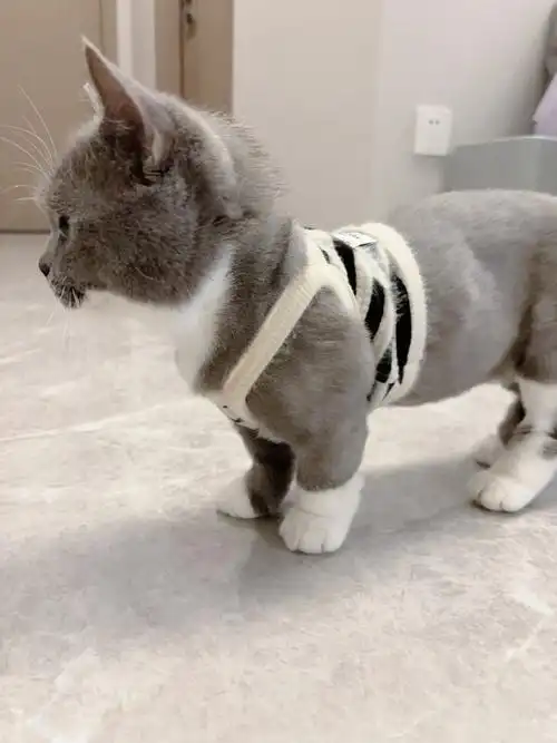 陪你度过最长白昼##李希侃2024巡演狐狸出没请注意