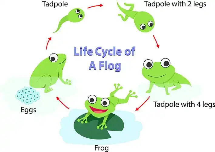 信息图表生命周期青蛙在平坦插画下载