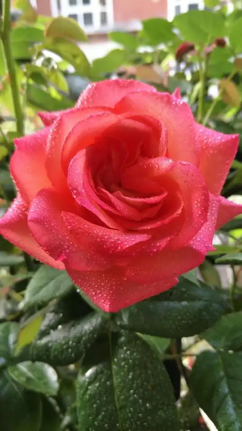 生活不只是眼前的苟且,还有读不懂的诗和到不了的远方!