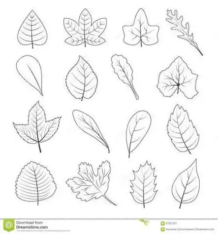 简笔画叶子不同颜色的