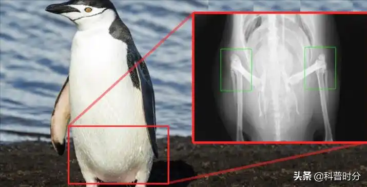 真企鹅多少钱一只企鹅是仅存的恐龙