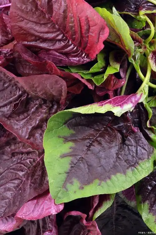 红菜苔的营养价值与功效