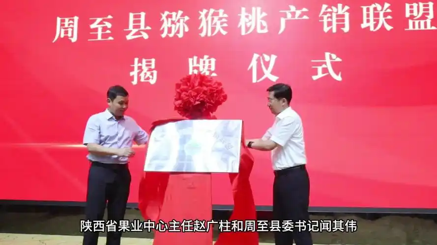 全省首家 周至县猕猴桃产销联盟揭牌成立