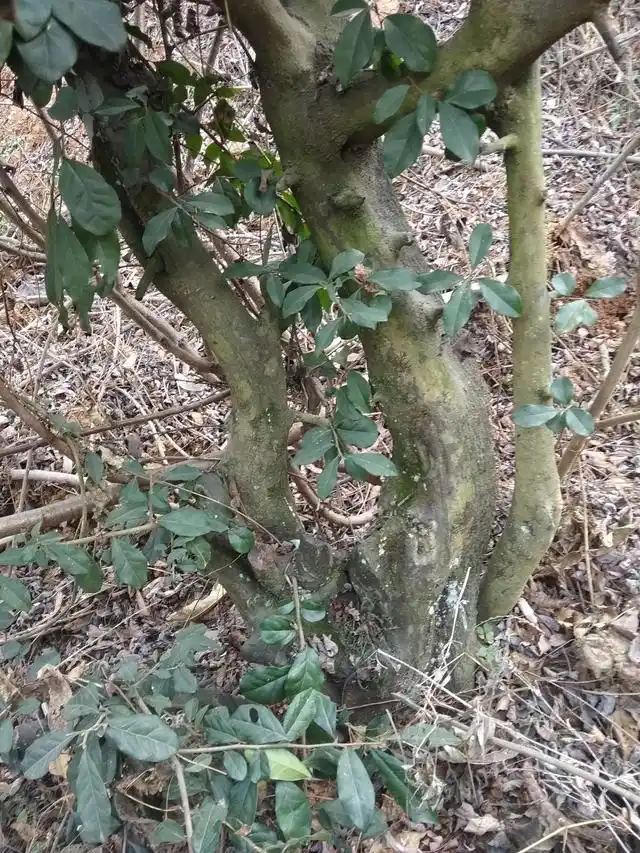 罕见连体金弹子难得一见价值几何