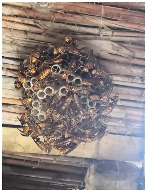 野生马蜂窝,医用价值很高,但要谨防掺假