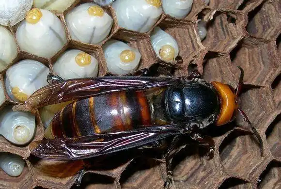 金环胡蜂王1.jpg