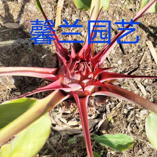 地涌金莲/红莲/矮胖金莲千叶佛莲宝莲灯千瓣莲花趣味绿植