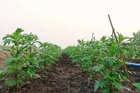 万寿菊秧苗,田教养照片