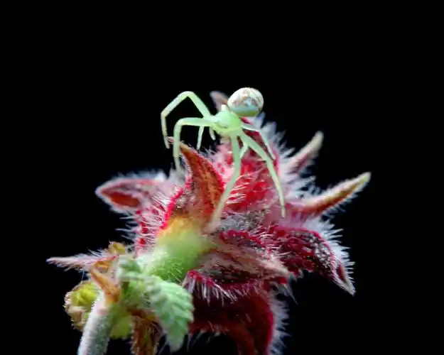 蜘蛛吐丝精彩瞬间