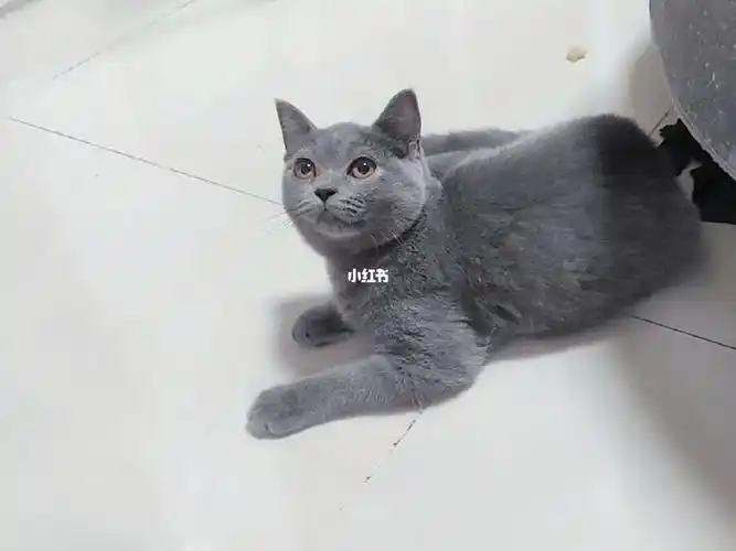 疫苗齐全 刚满四个月 蓝猫妹妹 价899