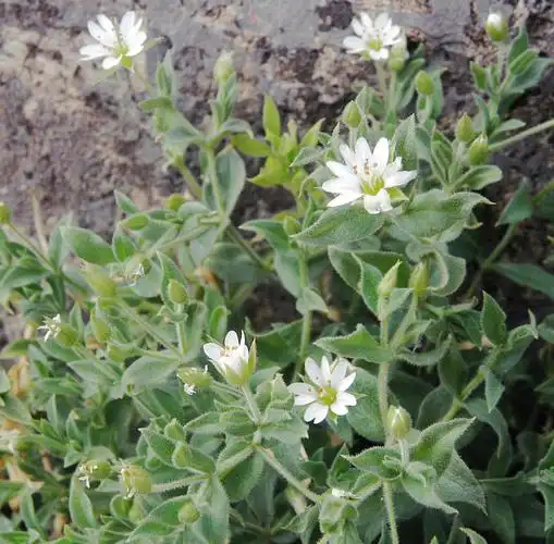 为石竹科植物银柴胡stellaria dichotoma l.var. lanceolata bge.