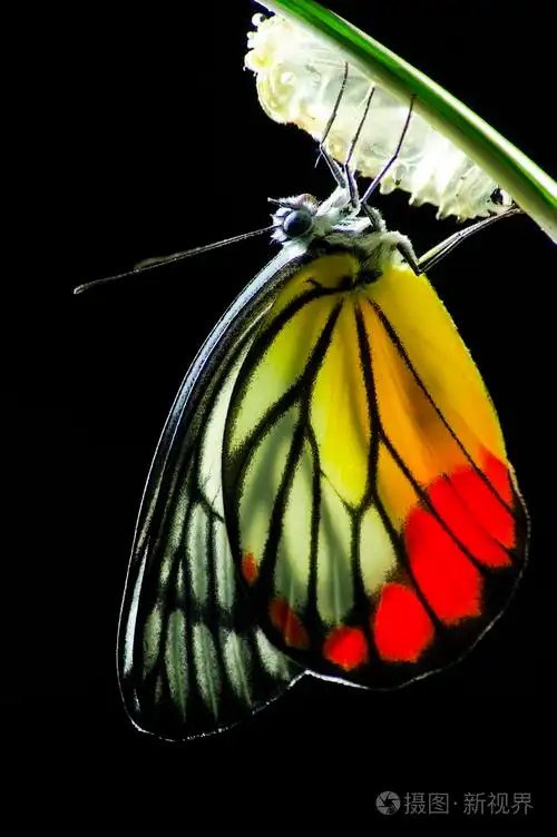 帝王蝶,乳草属植物的狂热,在性质上出生的婴儿