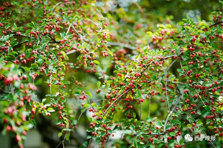 水栒子青海云杉山梅花花叶海棠陕甘花揪文冠果青扦阿尔泰山楂山杏三