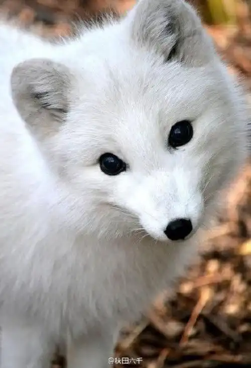 白狐,自带仙气的一种动物,感觉遇到了雪中精灵,太仙了
