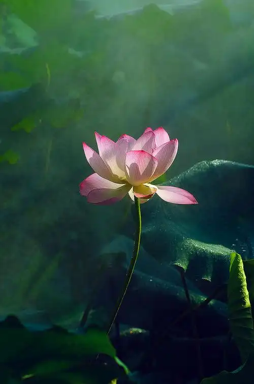 荷花奔放的季节烟雾意境荷花