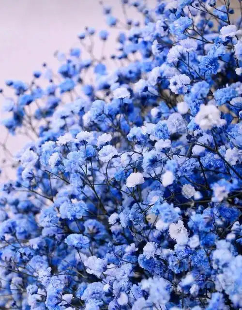 璀璨夺目,遥不可及永远亮晶晶#满天星  #满天星花语  #满天星花语满眼