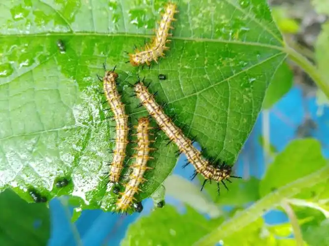 别说你读书多徽州大山里有种植物其中的字恐怕你都不会读