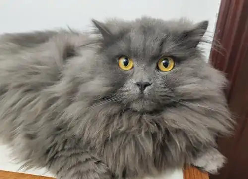 千万别买高地蓝猫长毛英短丑爆了