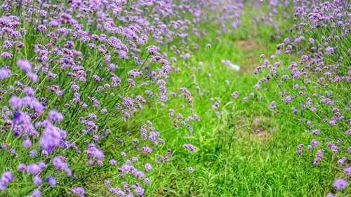杭州钱江世纪城国博旁网红柳叶马鞭草花海进入盛放期