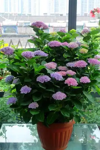 此款绣球花,美不输无尽夏,花色能调,树形矮小直立,很适合盆栽