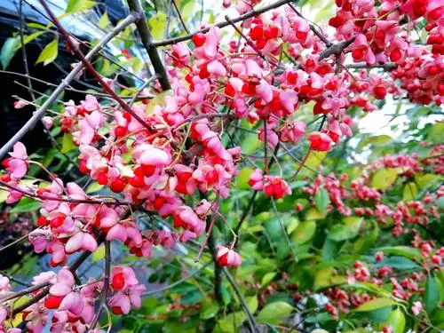 公园里就这一颗卫矛树,看看这果实漂亮吧?