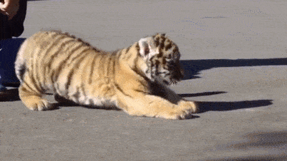 403_226gif 动态图 动图