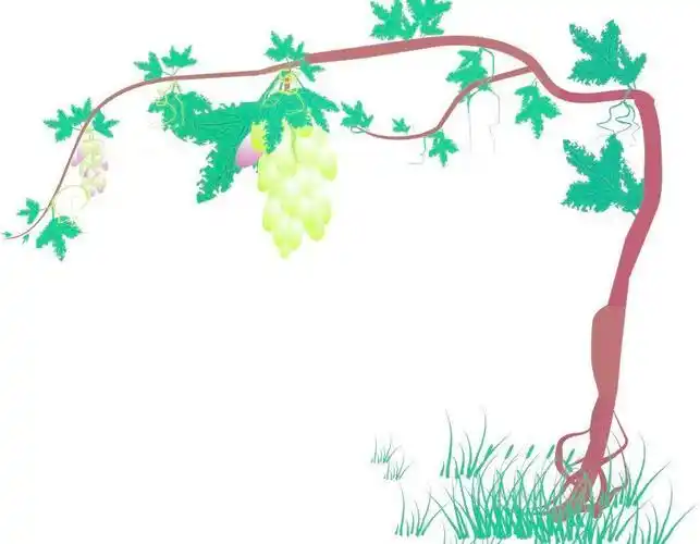 一年级画葡萄手抄报一年级手抄报