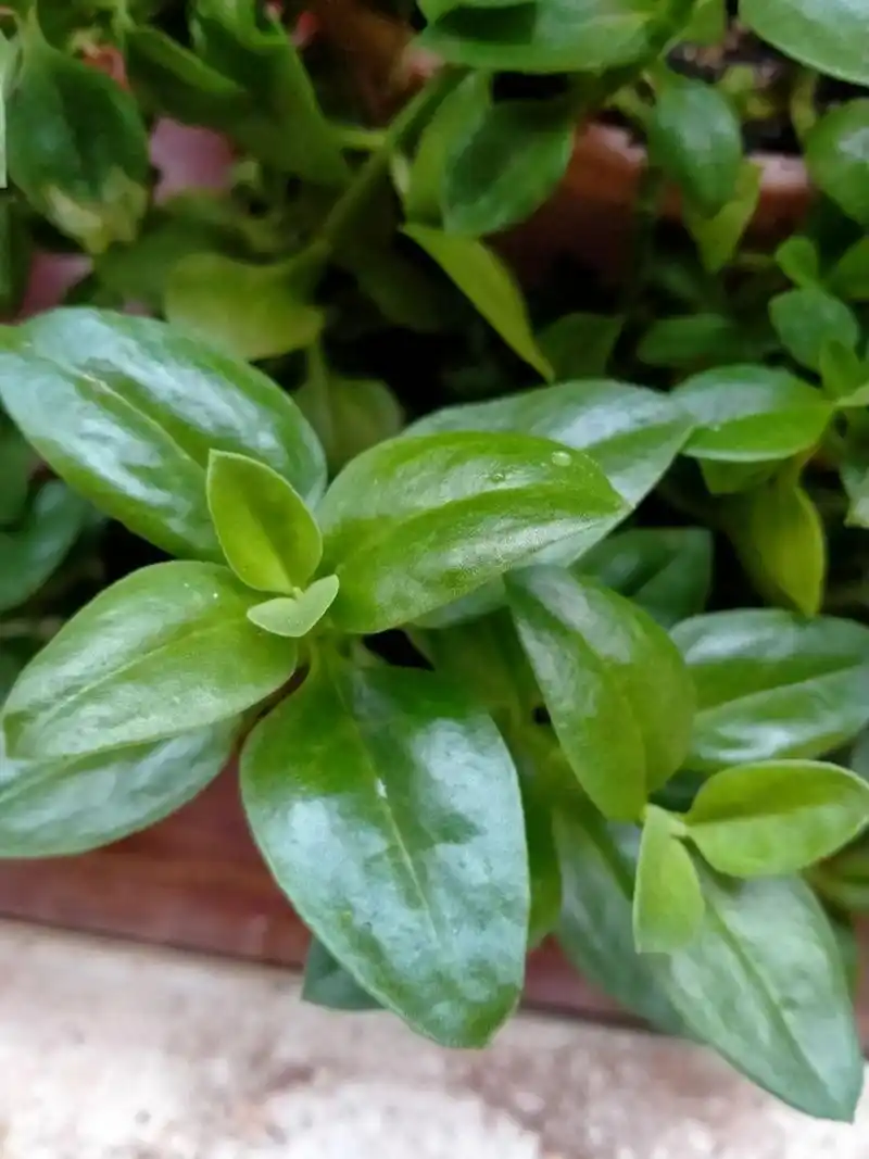 吊兰好看还能吃 牡丹吊兰又叫做玫瑰吊兰,心叶日中花,其实也就是田七