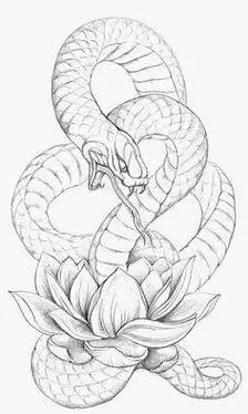 蛇脸花简笔画步骤