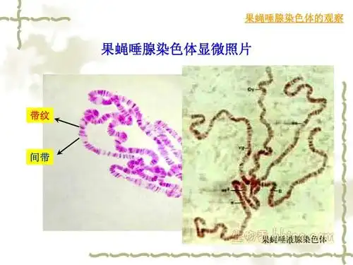 实验4 果蝇唾腺染色体ppt