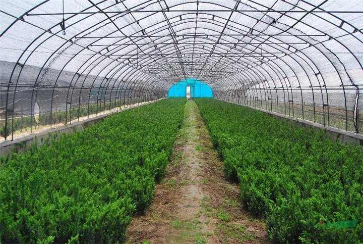 益阳红豆杉树苗种植基地