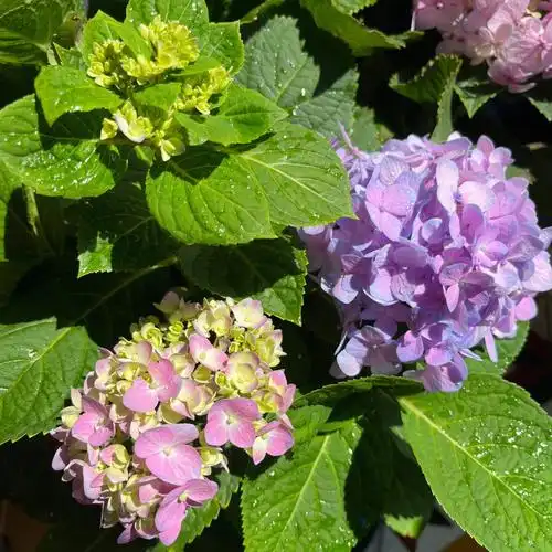 八月底买的无尽夏还有好几个花苞