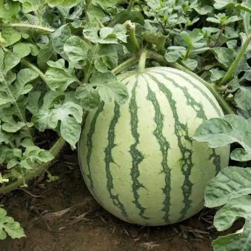 [西瓜批发]花皮西瓜 尉氏花皮无籽西瓜大量上市中,欢迎采购!价格0.