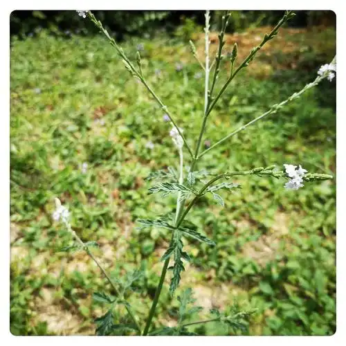 马鞭新鲜铁马马边草现采草药500克新货包邮其他药食同源食品