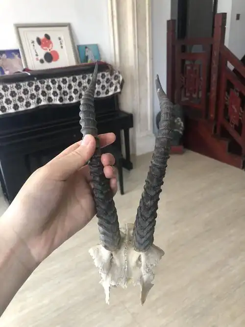 20年前从西藏带回到帐羚羊角,现在小卖掉问一下怎么卖哪里回收的,可以