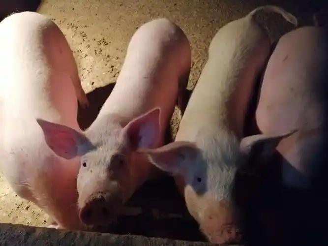 整猪,乳猪,鲜肉出售,县城可送肉上门.17398761281(张)