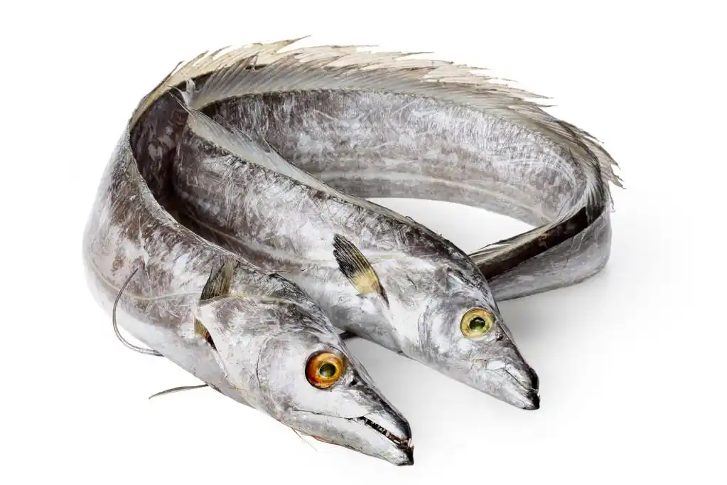 带鱼,在白色背景上的整个单一新鲜带鱼