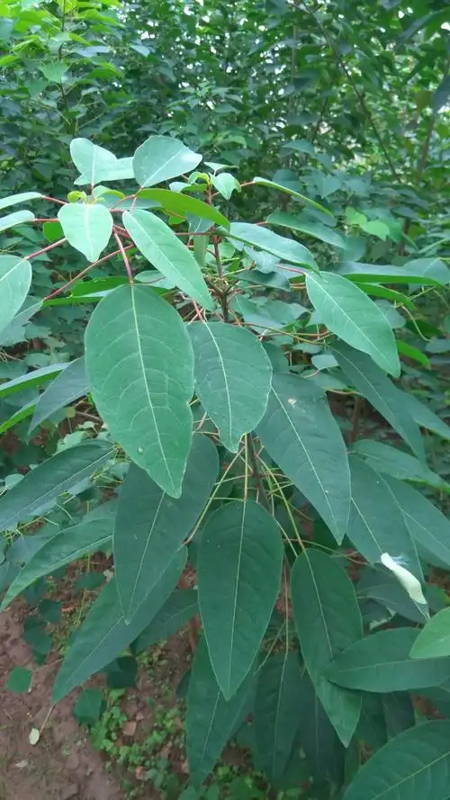 聚隆奉贤基地 乌桕,山乌桕实生子代苗苗期的变异和选育