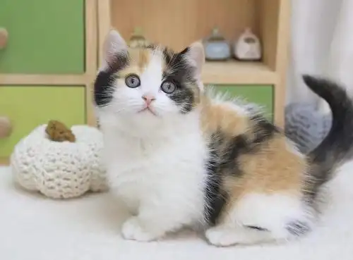 超可爱三花矮脚妹妹来袭🌼