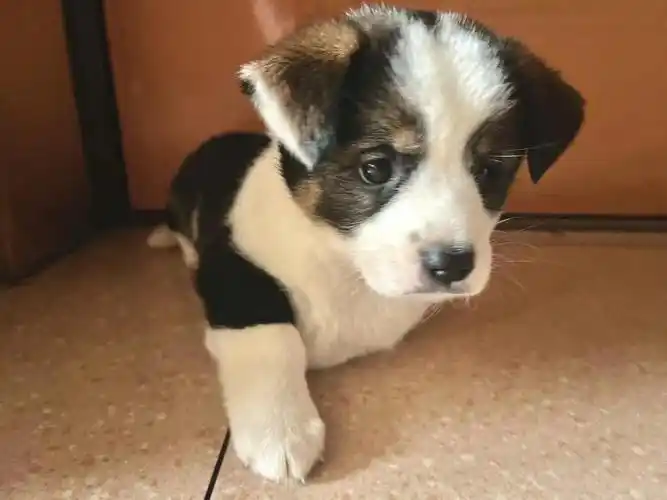 是边牧77柯基吗反正串的好好看00