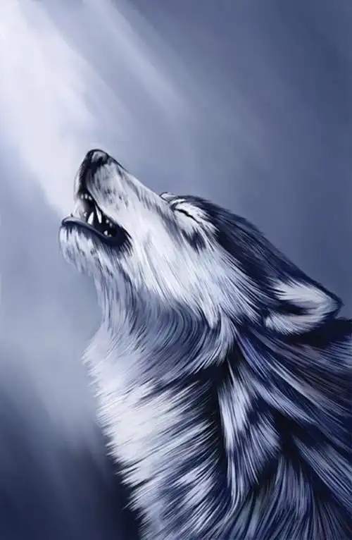 此刻聊帅气的狼挺欢的,作为曾经的狼,在我的角度不得不给点忠告.