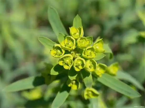 大戟的基本功能和作用