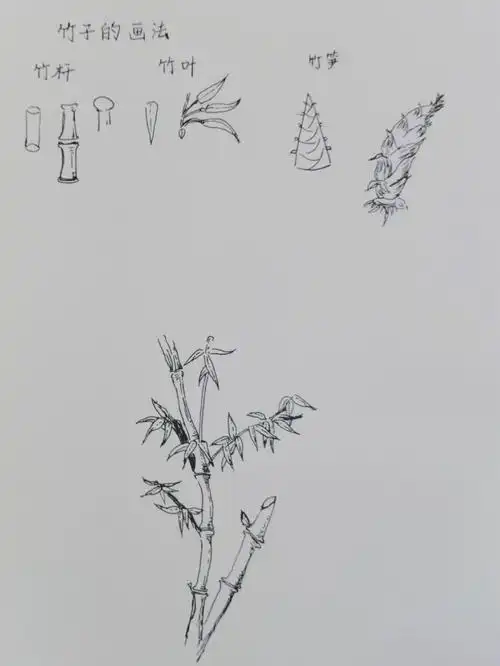 钢笔画-竹临摹,附加步骤#钢笔速写