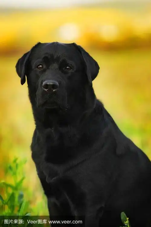 黑狗品种拉布拉多寻回犬