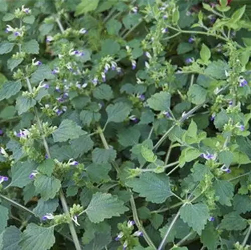 防风叶,防风叶怎么配剂,防风叶怎么吃-中药药材查询-39药品通