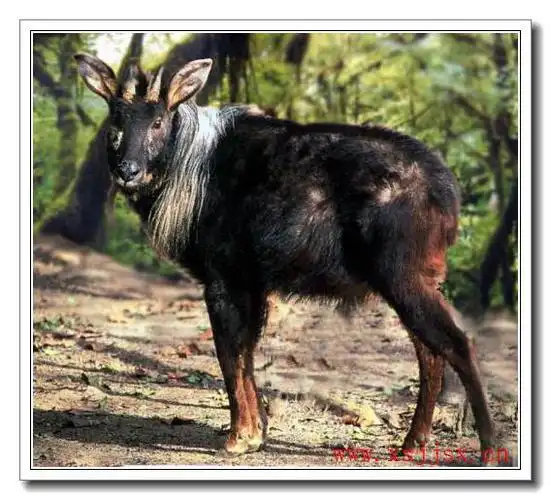 四不像是什么意思