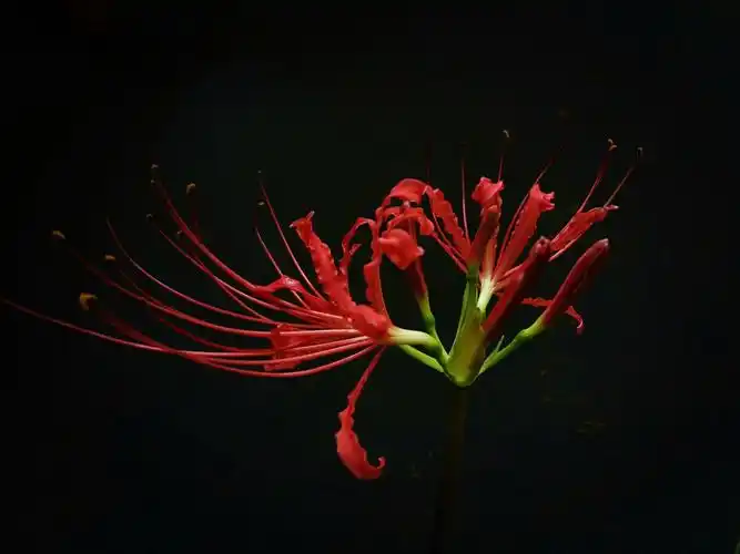 曼珠沙华《彼岸花》